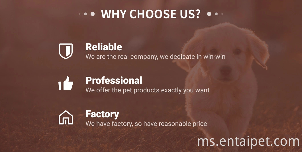 Haiwan kecil kucing rumah pembawa haiwan peliharaan panas jualan panas